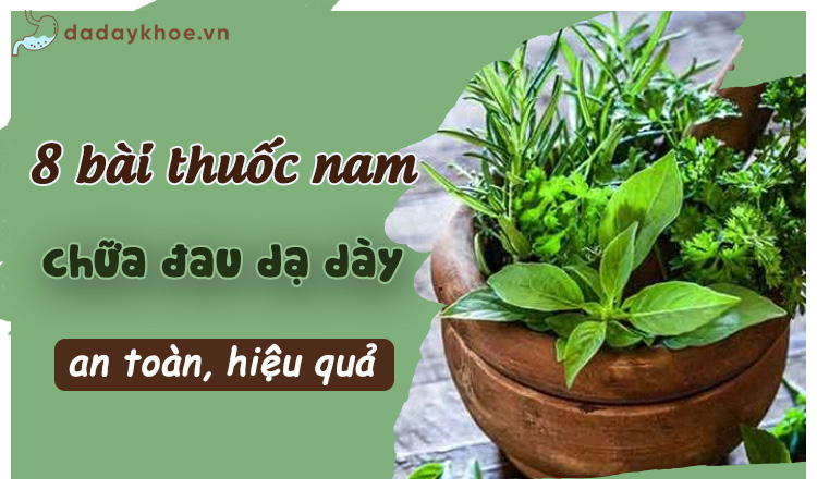 10 bài thuốc nam chữa đau dạ dày an toàn, hiệu quả