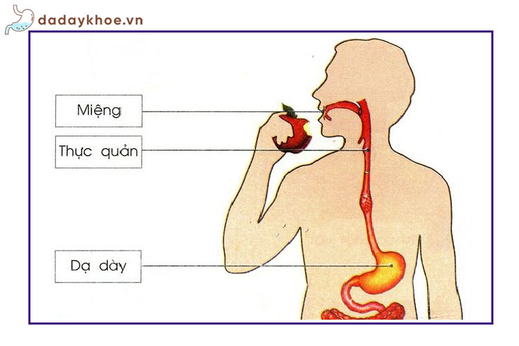 10 Dấu hiệu cảnh báo trào ngược dạ dày thực quản!