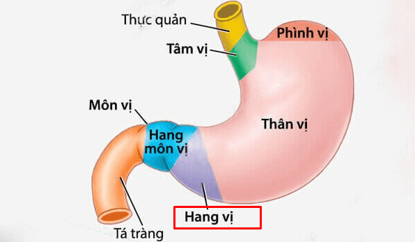 Suýt chết hụt vì viêm trợt hang vị dạ dày, nhờ bí quyết này mà thoát bệnh