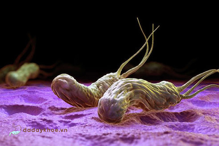 Vi khuẩn Hp là gì?Vi khuẩn Hp là viết tắt của Helicobacter pylori, hay H. pylori . Đây là một loại khuẩn hình xoắn  2