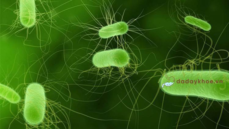 Vi khuẩn Hp là gì? 1